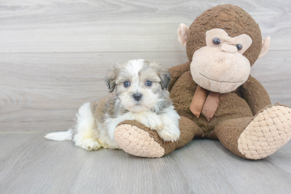 Popular Teddy Bear Designer Pup