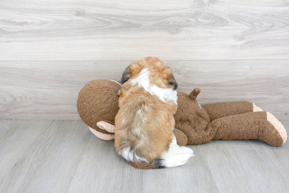 Cute Teddy Bear Designer Pup