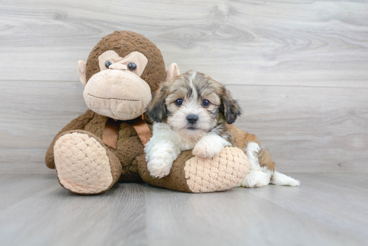 Best Teddy Bear Baby