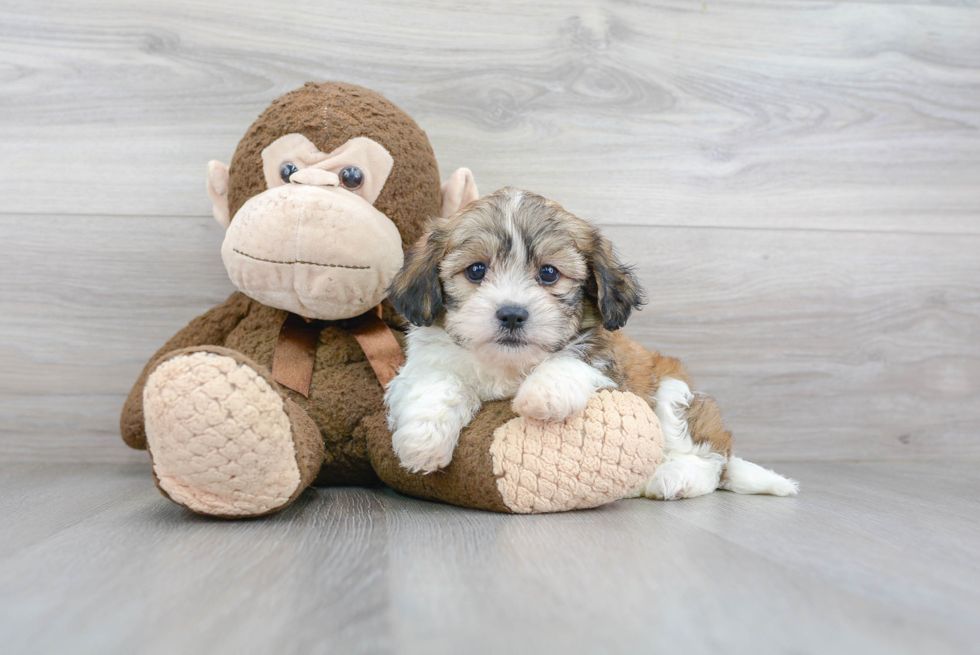 Best Teddy Bear Baby