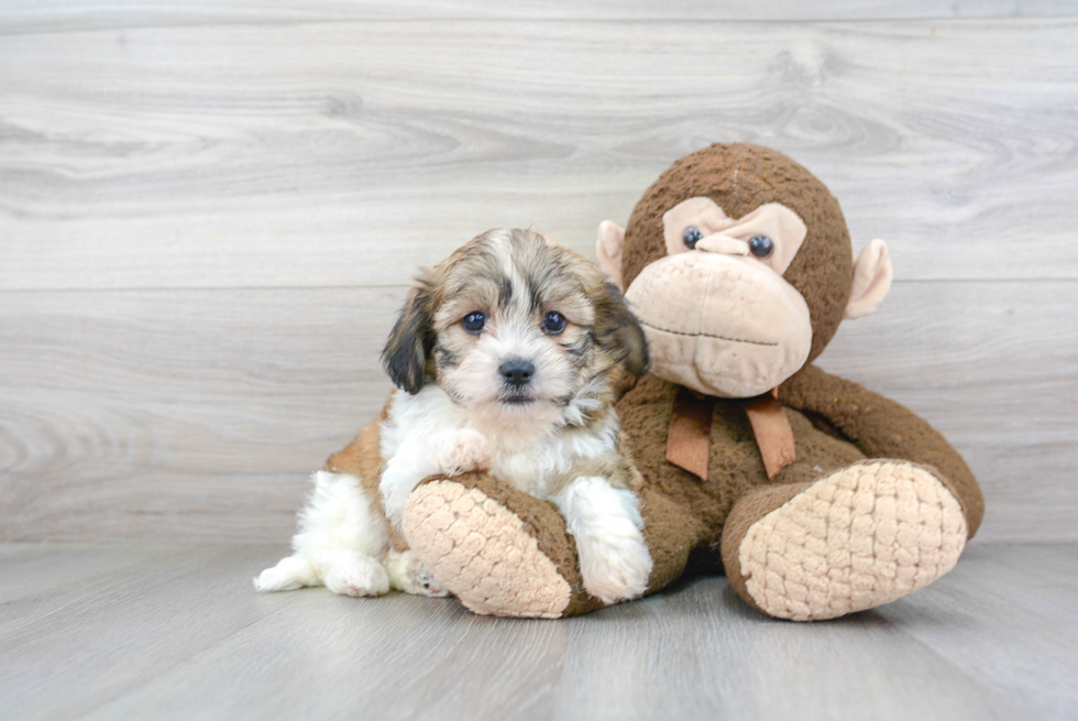 Teddy Bear Puppy for Adoption