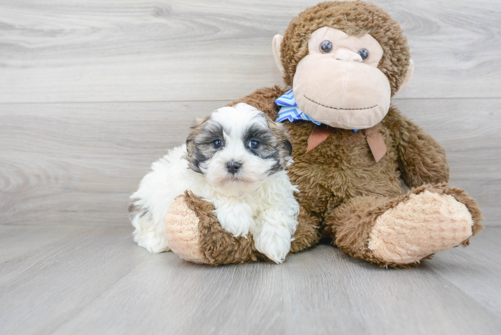 Popular Teddy Bear Designer Pup