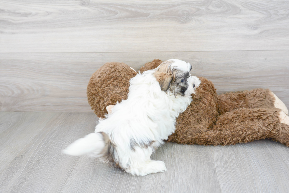 Teddy Bear Pup Being Cute