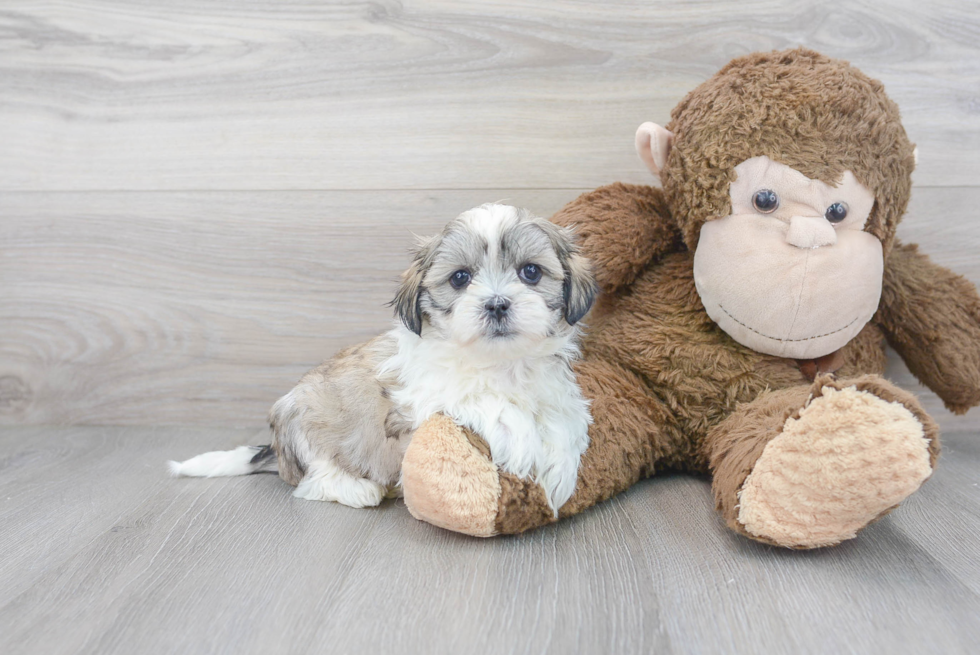 Teddy Bear Pup Being Cute