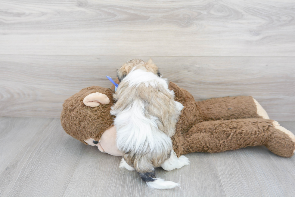 Teddy Bear Pup Being Cute