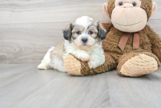 Teddy Bear Pup Being Cute