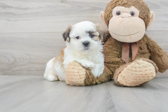 Happy Teddy Bear Baby