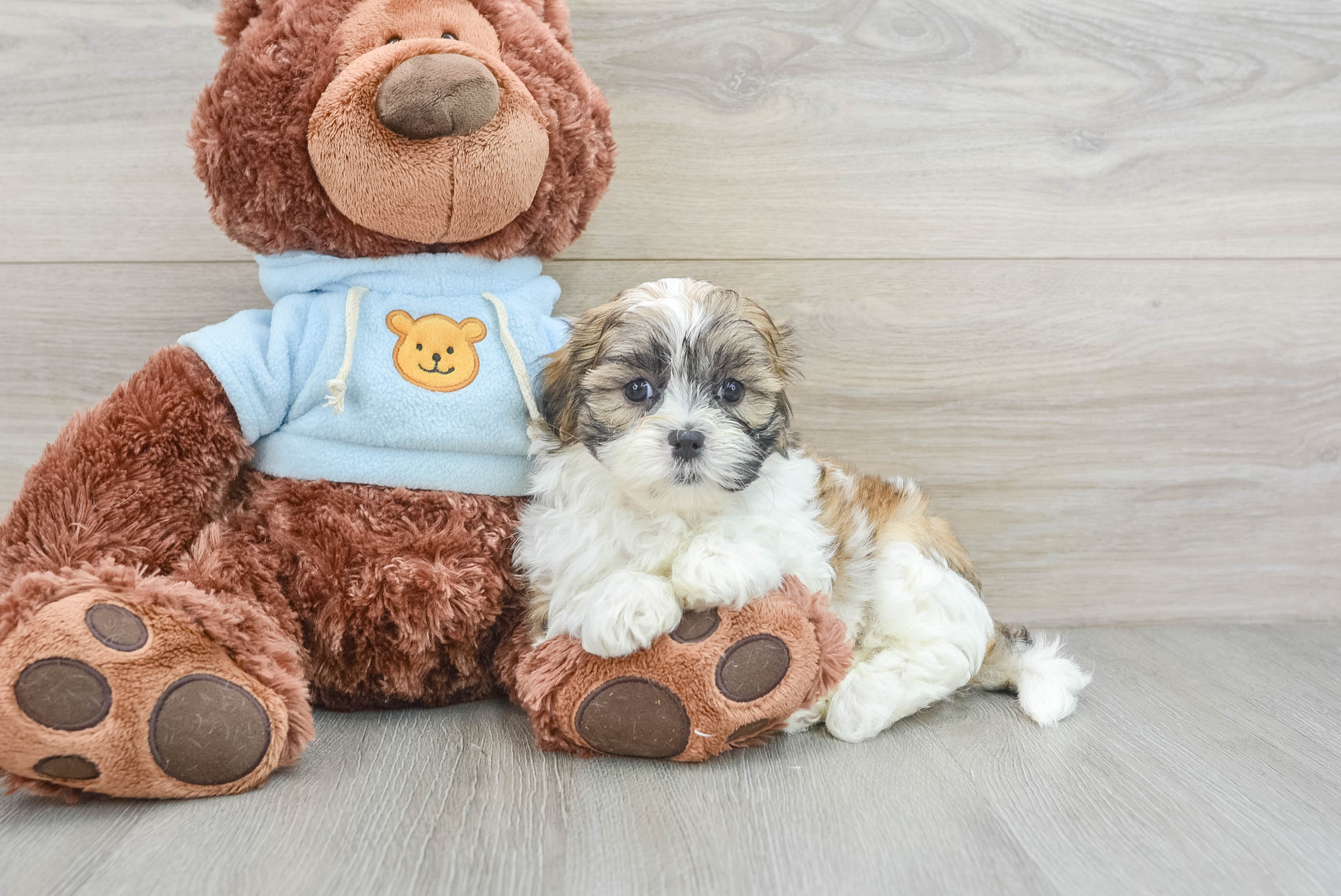 Teddy bear dogs for adoption online