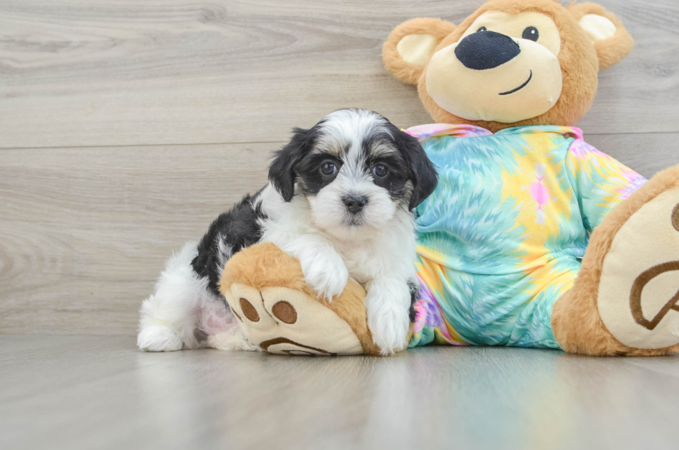 6 week old Teddy Bear Puppy For Sale - Premier Pups