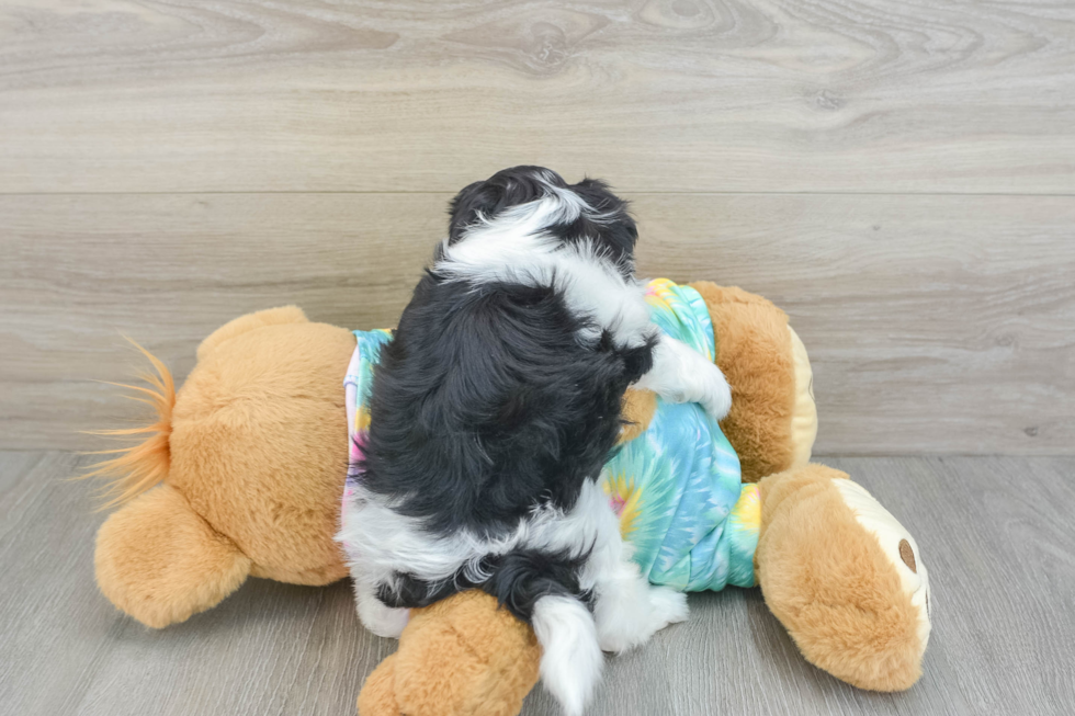 Smart Teddy Bear Designer Pup