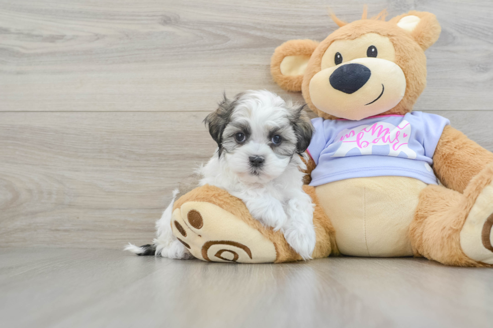 Teddy Bear Pup Being Cute