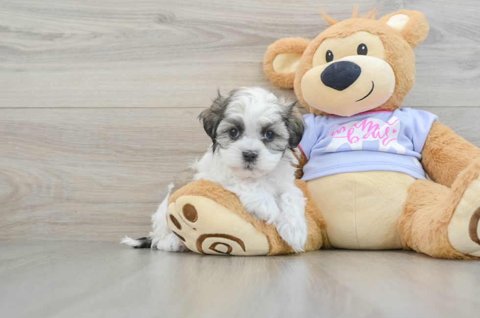 7 week old Teddy Bear Puppy For Sale - Premier Pups