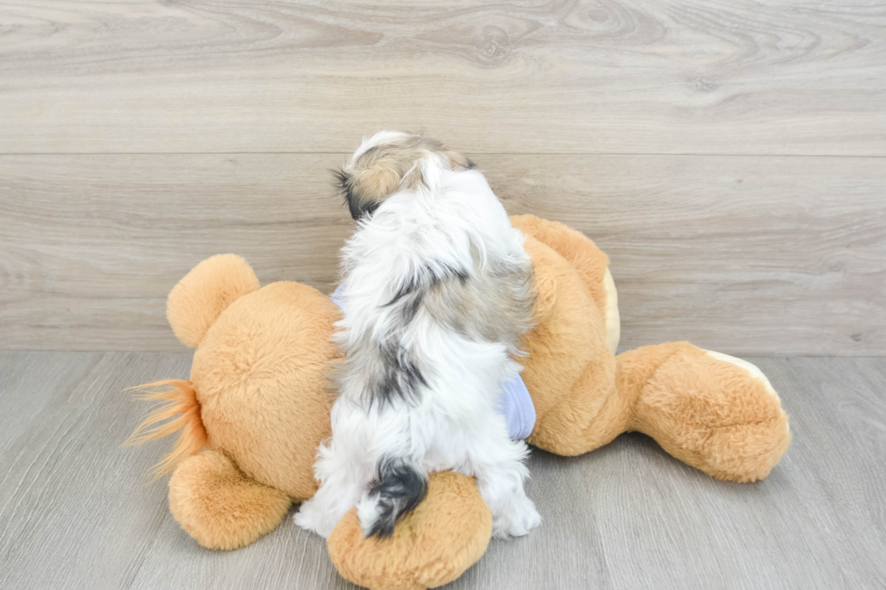 Happy Teddy Bear Baby