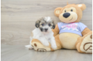 Happy Teddy Bear Baby