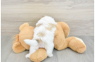 Friendly Teddy Bear Baby