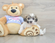 5 week old Teddy Bear Puppy For Sale - Premier Pups