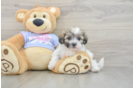 Teddy Bear Puppy for Adoption