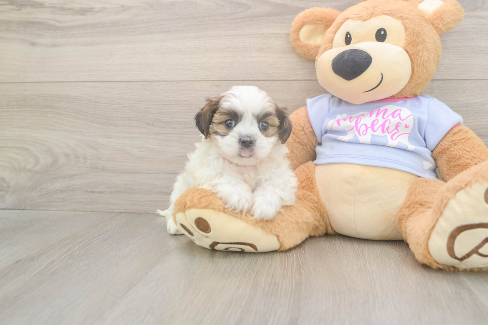 Meet Missy - our Teddy Bear Puppy Photo  2/3 - Premier Pups Friendly Teddy Bear Baby