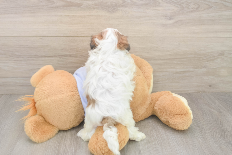 Meet Missy - our Teddy Bear Puppy Photo  3/3 - Premier Pups Teddy Bear Puppy for Adoption