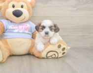 8 week old Teddy Bear Puppy For Sale - Premier Pups