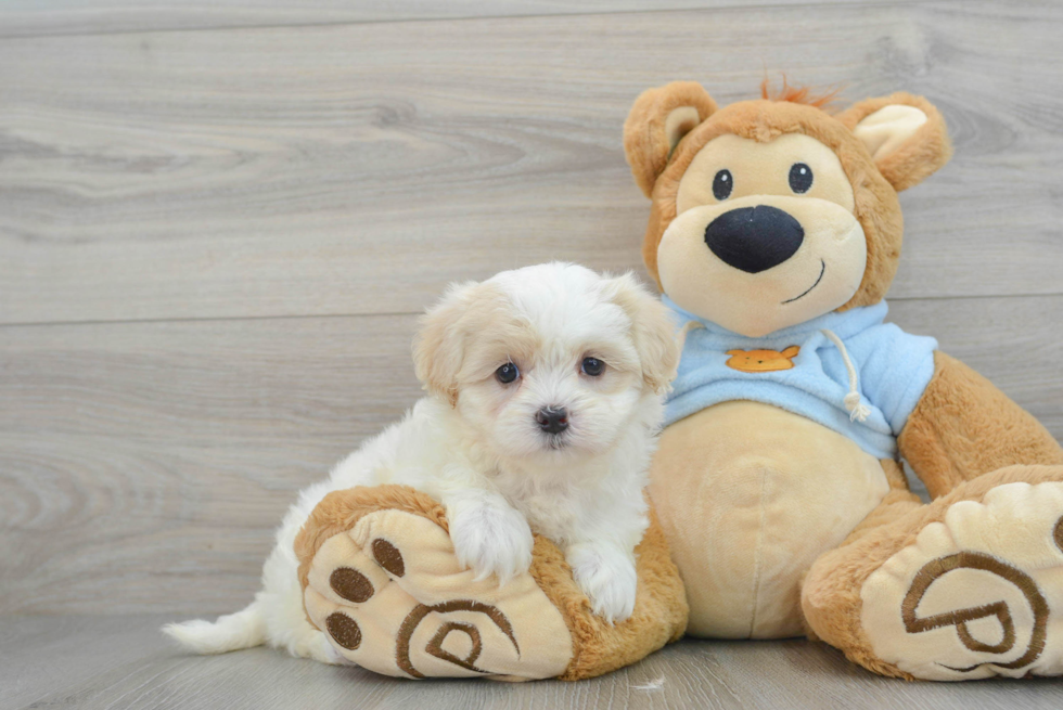 Teddy Bear Puppy for Adoption