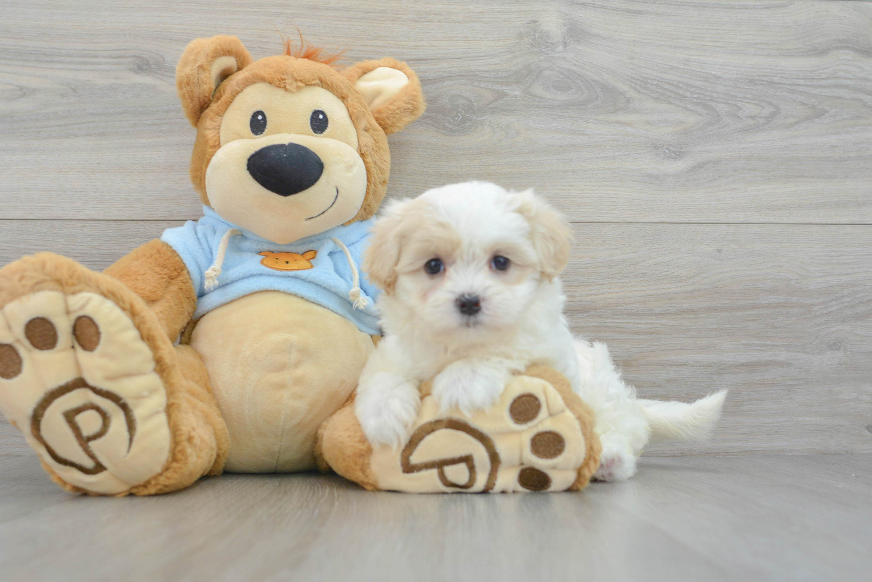 Micro teddy bear puppies for sale on sale