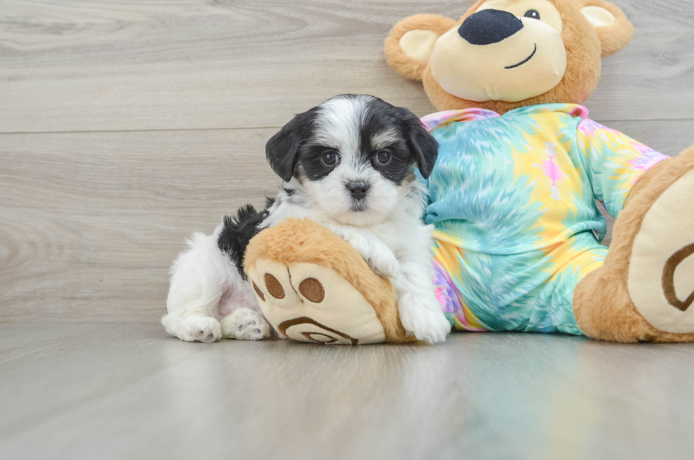 6 week old Teddy Bear Puppy For Sale - Premier Pups