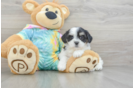 Teddy Bear Puppy for Adoption