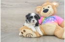 Teddy Bear Puppy for Adoption