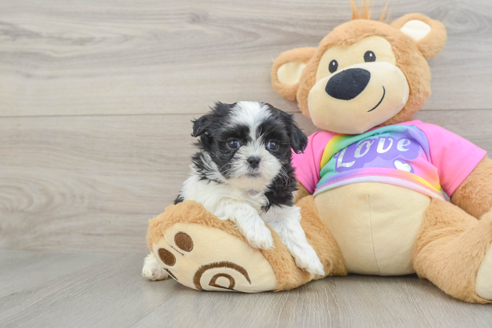 Teddy Bear Puppy for Adoption