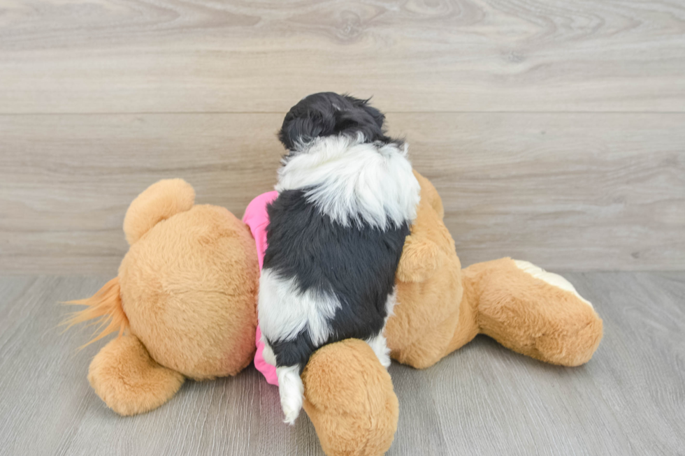 Best Teddy Bear Baby