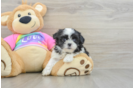Playful Shit Designer Puppy