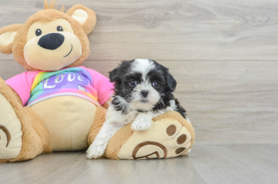 Playful Shit Designer Puppy