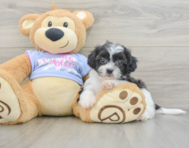 5 week old Teddy Bear Puppy For Sale - Premier Pups