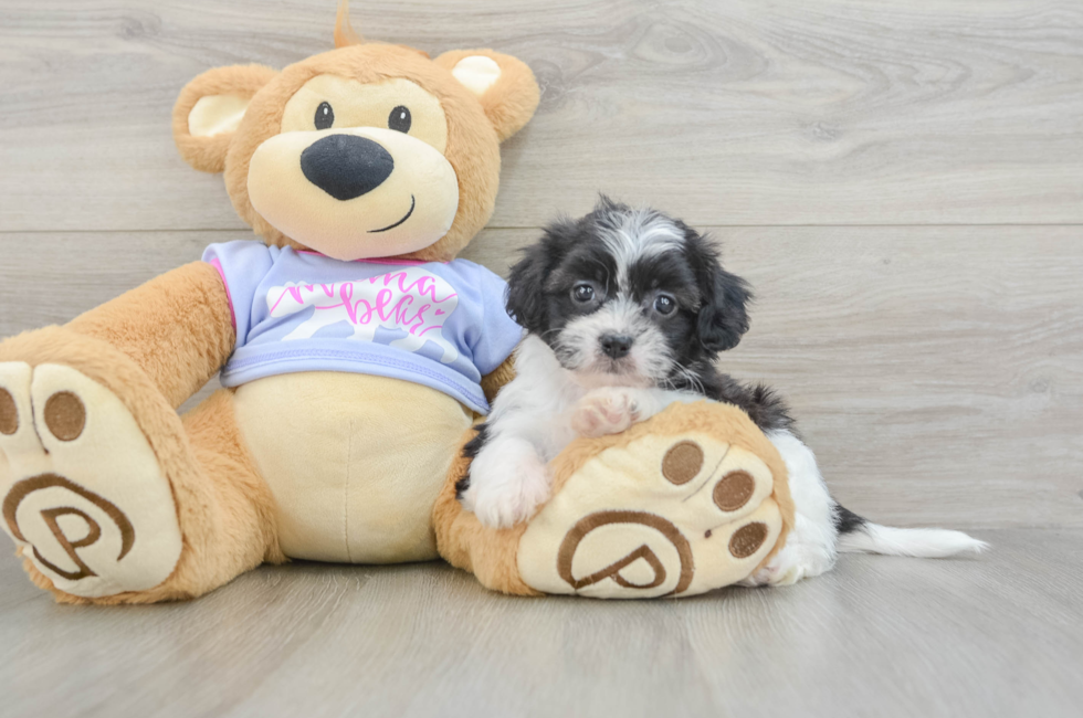 5 week old Teddy Bear Puppy For Sale - Premier Pups