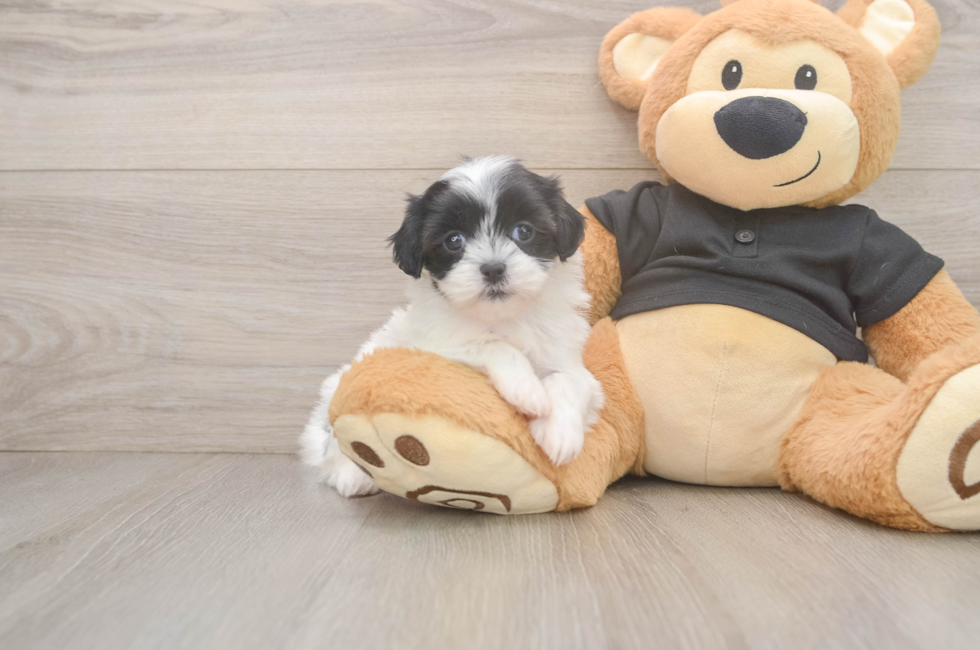5 week old Teddy Bear Puppy For Sale - Premier Pups