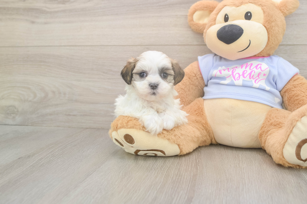 Meet Monica - our Teddy Bear Puppy Photo  2/3 - Premier Pups Teddy Bear Puppy for Adoption
