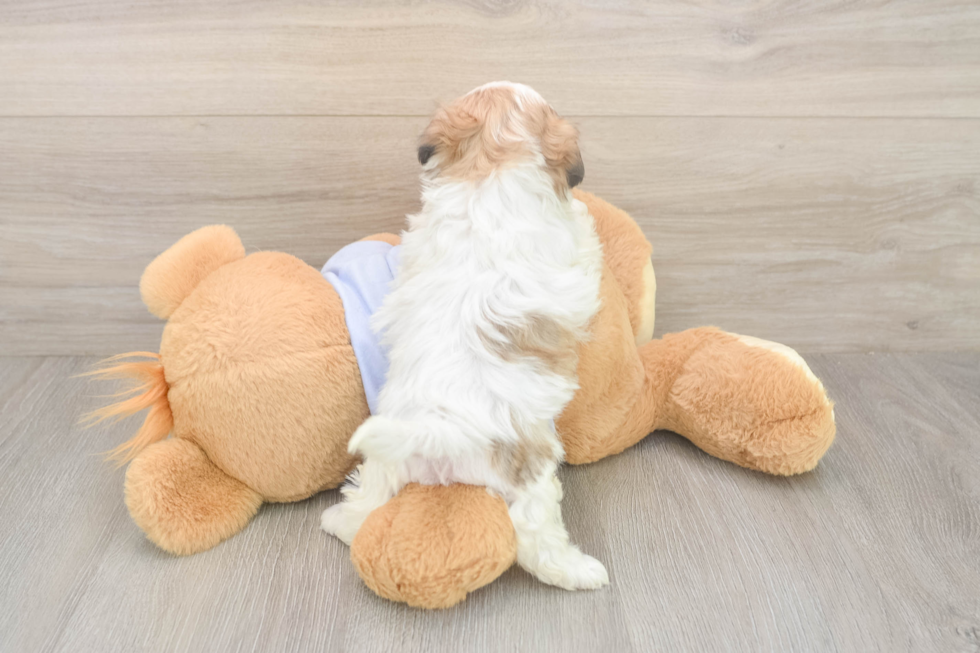 Meet Monica - our Teddy Bear Puppy Photo  3/3 - Premier Pups Teddy Bear Pup Being Cute