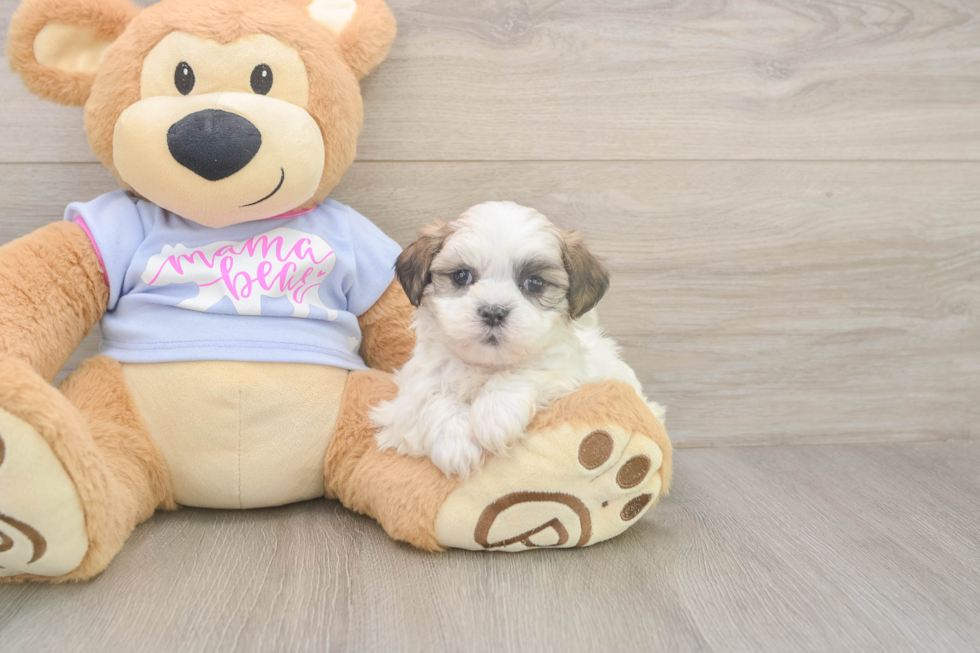 Meet Monica - our Teddy Bear Puppy Photo  1/3 - Premier Pups Smart Teddy Bear Designer Pup