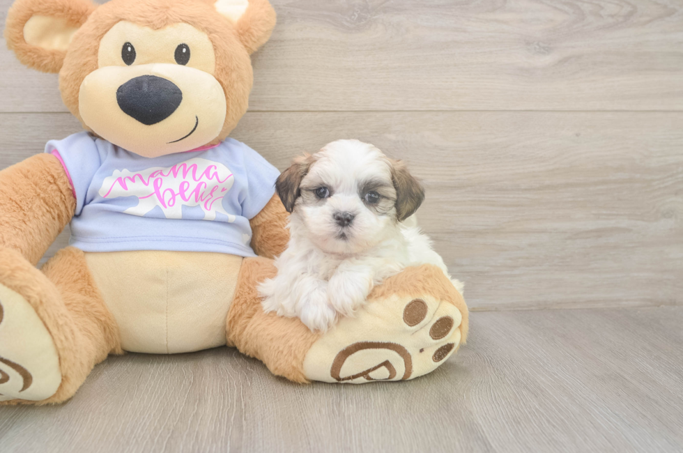 5 week old Teddy Bear Puppy For Sale - Premier Pups