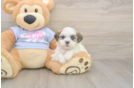 Meet Monica - our Teddy Bear Puppy Photo  1/3 - Premier Pups Smart Teddy Bear Designer Pup