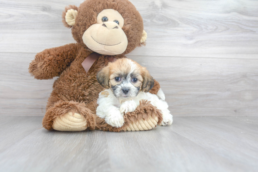 Teddy Bear Pup Being Cute