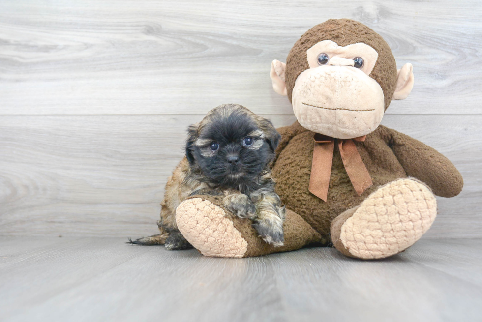 Teddy Bear Puppy for Adoption