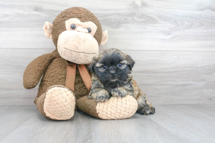 Best Teddy Bear Baby