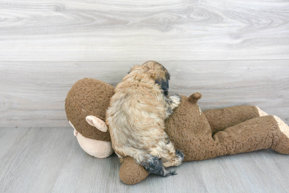 Fluffy Teddy Bear Designer Pup