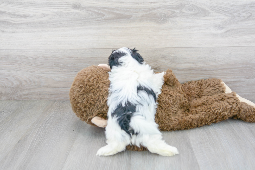 Teddy Bear Pup Being Cute