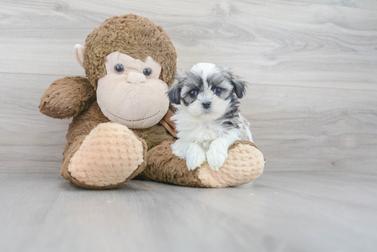 Teddy Bear Pup Being Cute