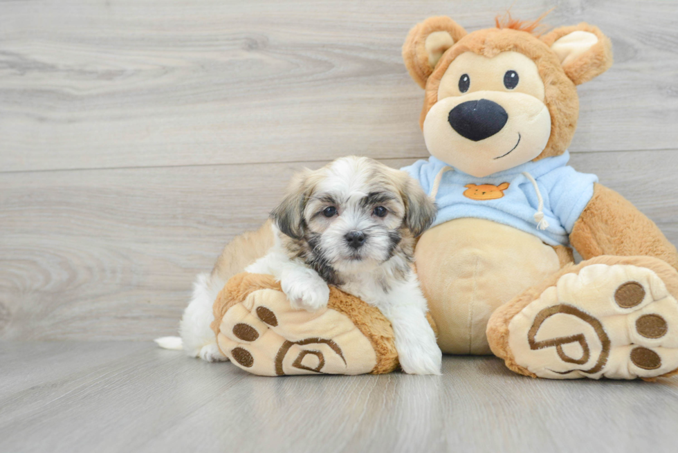 Teddy Bear Puppy for Adoption