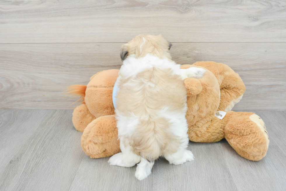 Teddy Bear Pup Being Cute
