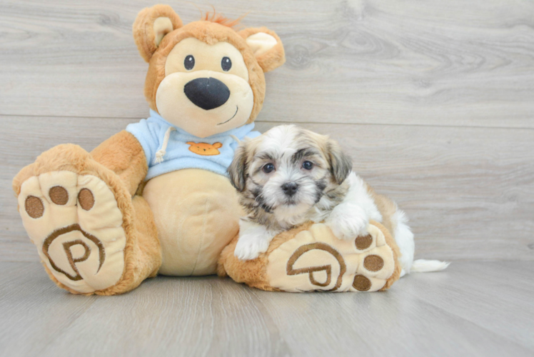 Teddy Bear Pup Being Cute